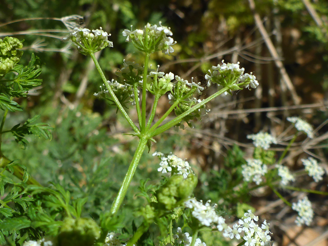 Bracted umbel