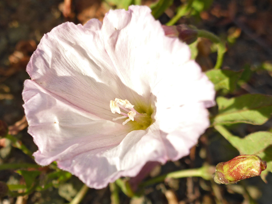 Pale pink flower