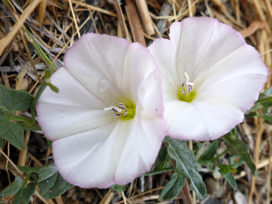 Two flowers