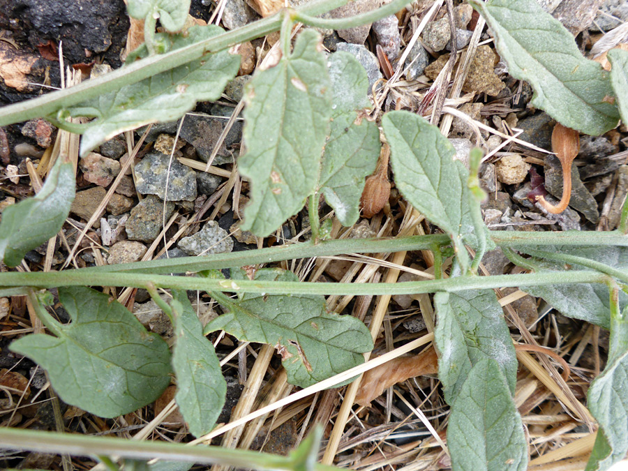 Leaves and stems