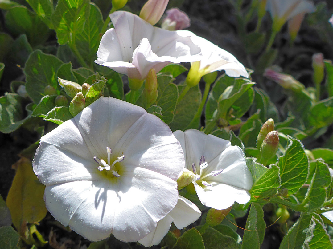 Leaves and flowers