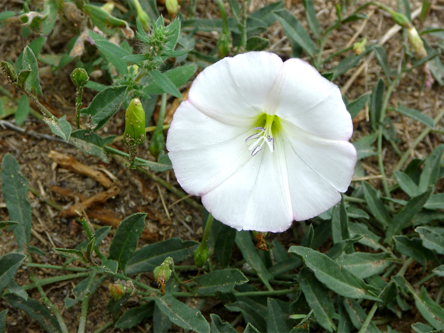 White petals