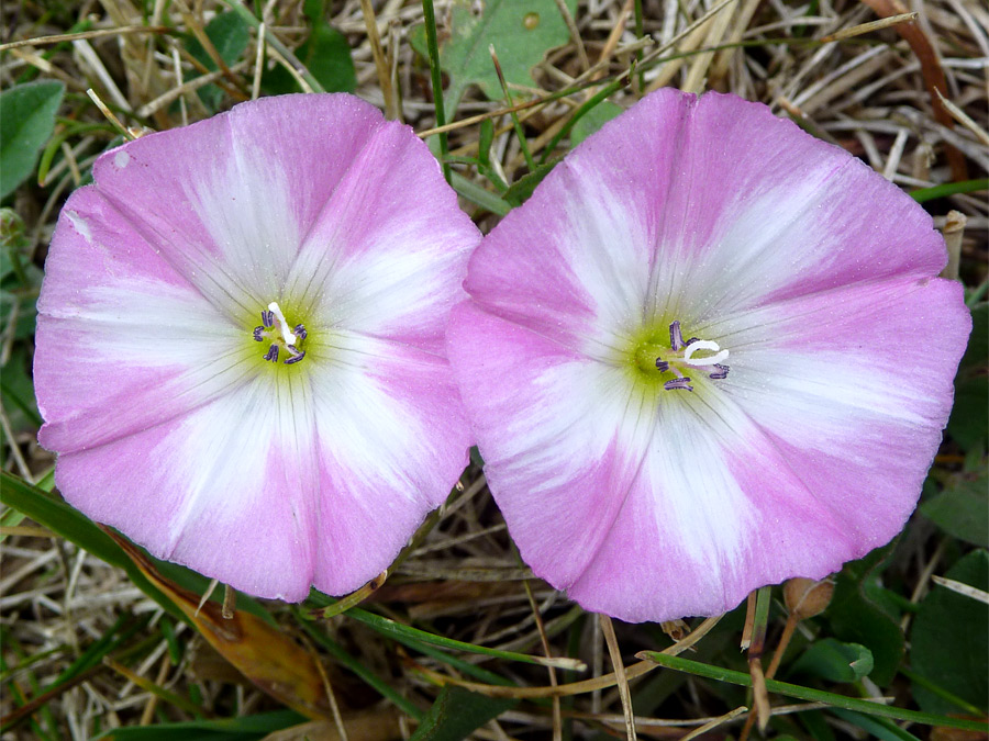 Two pink flowers