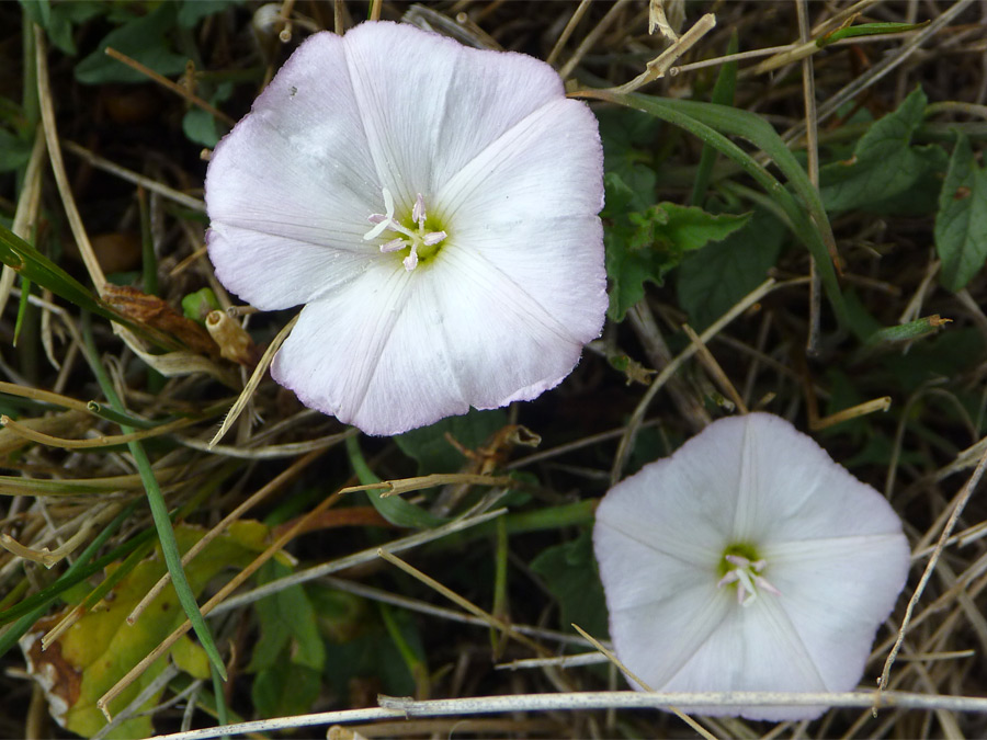 Two white flowers - pictures of Convolvulus Arvensis, Convolvulaceae ...