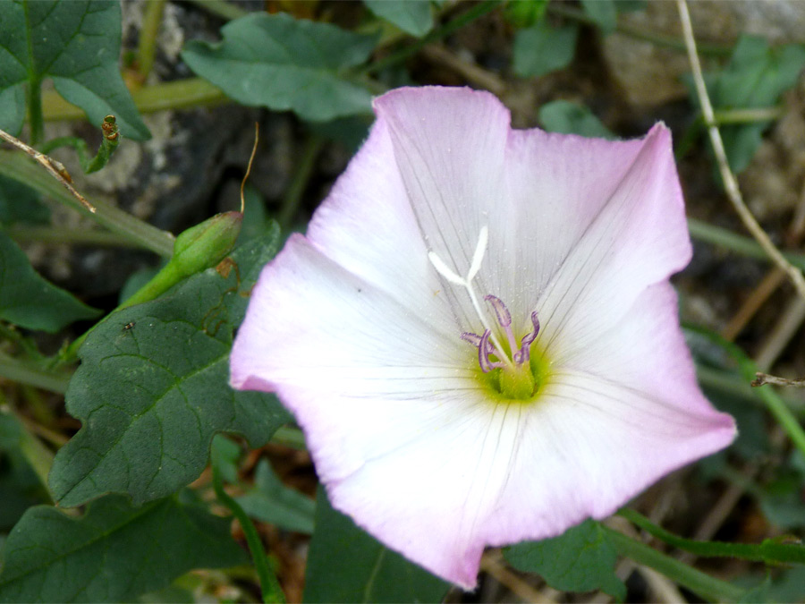 Pink-edged petals