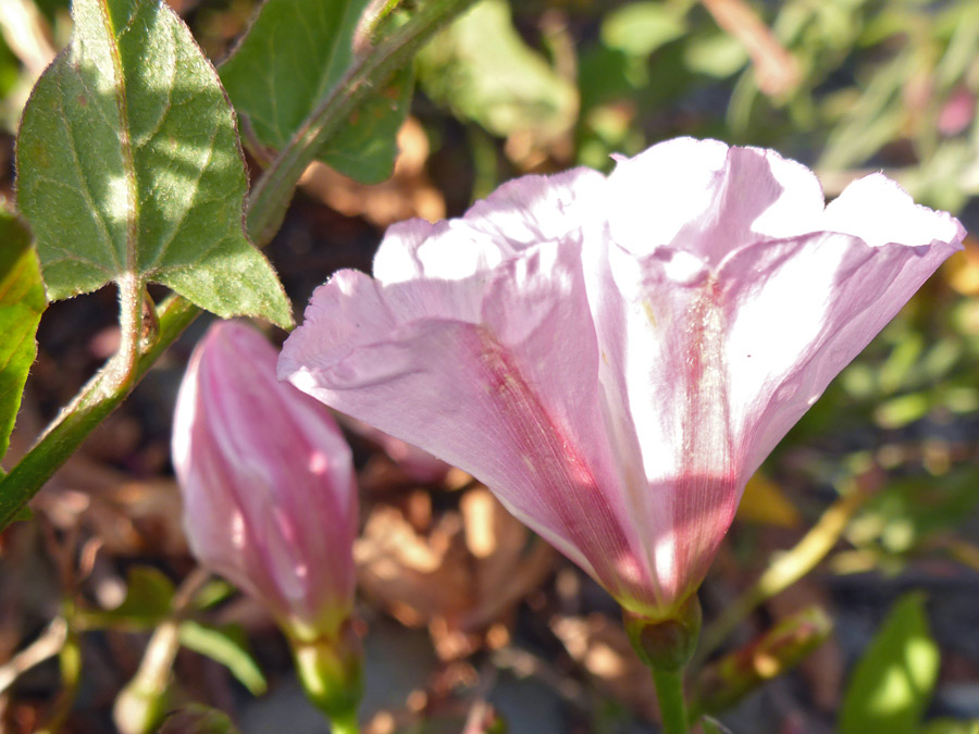 Side of a flower