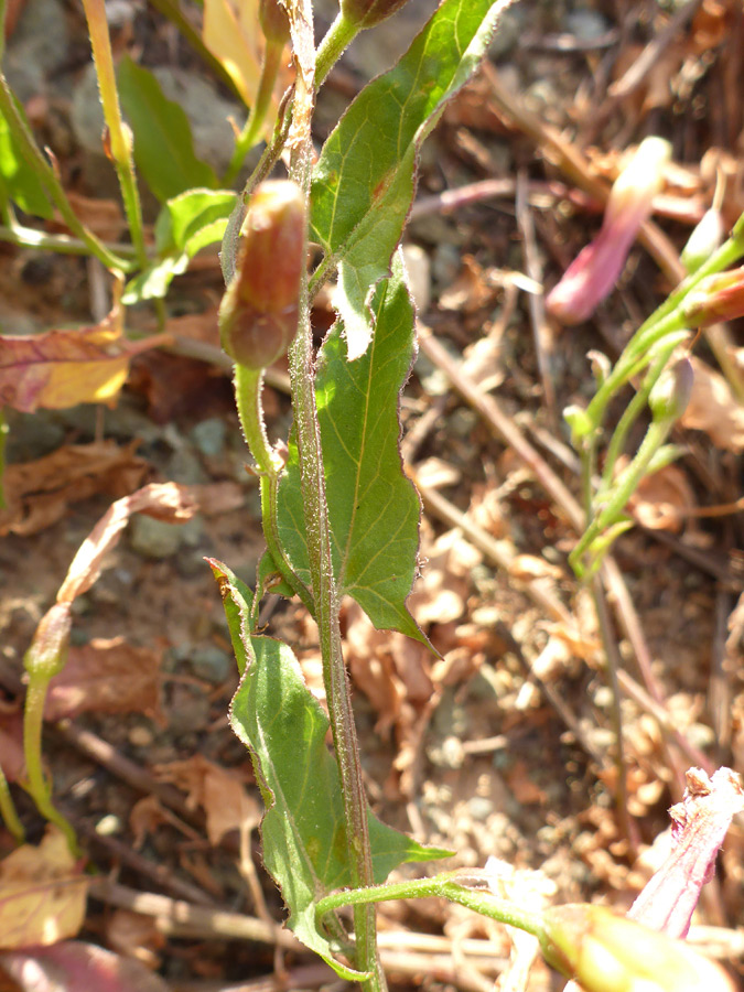 Stem leaves