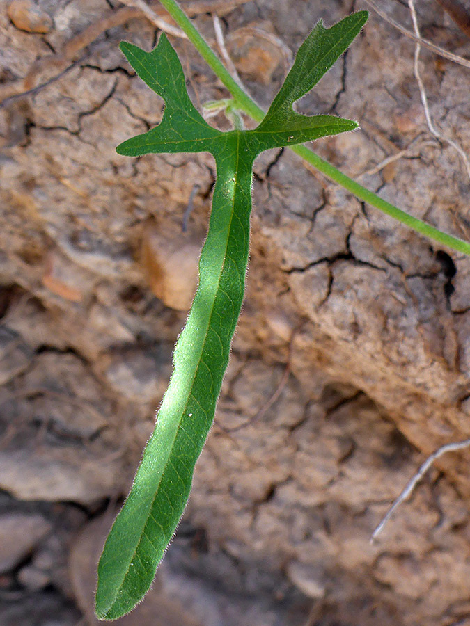 Divided leaf