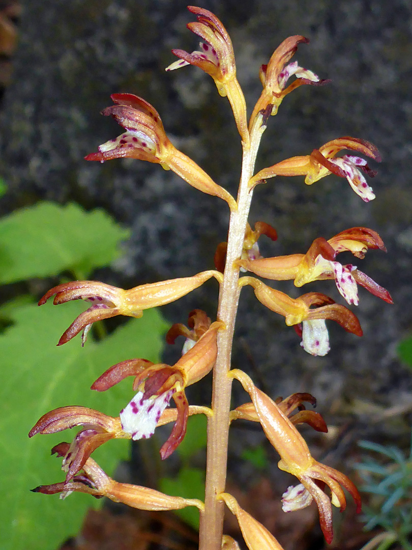 Brownish flowers