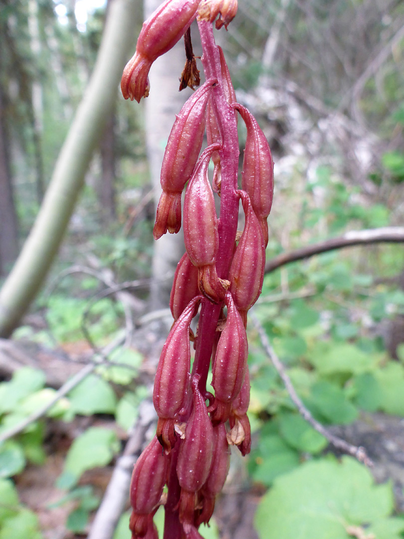 Red fruits