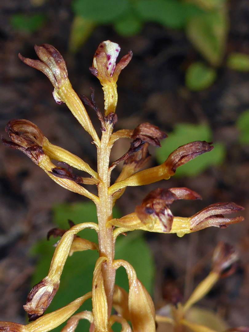 Withering flowers