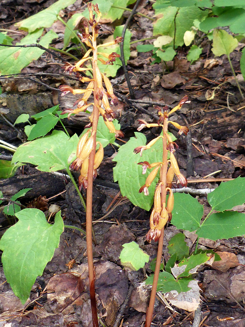 Two stems