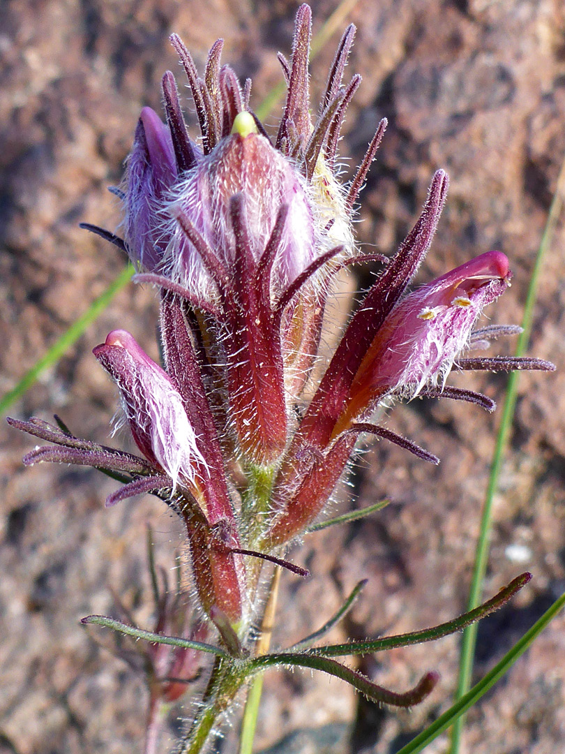 Purple flowers