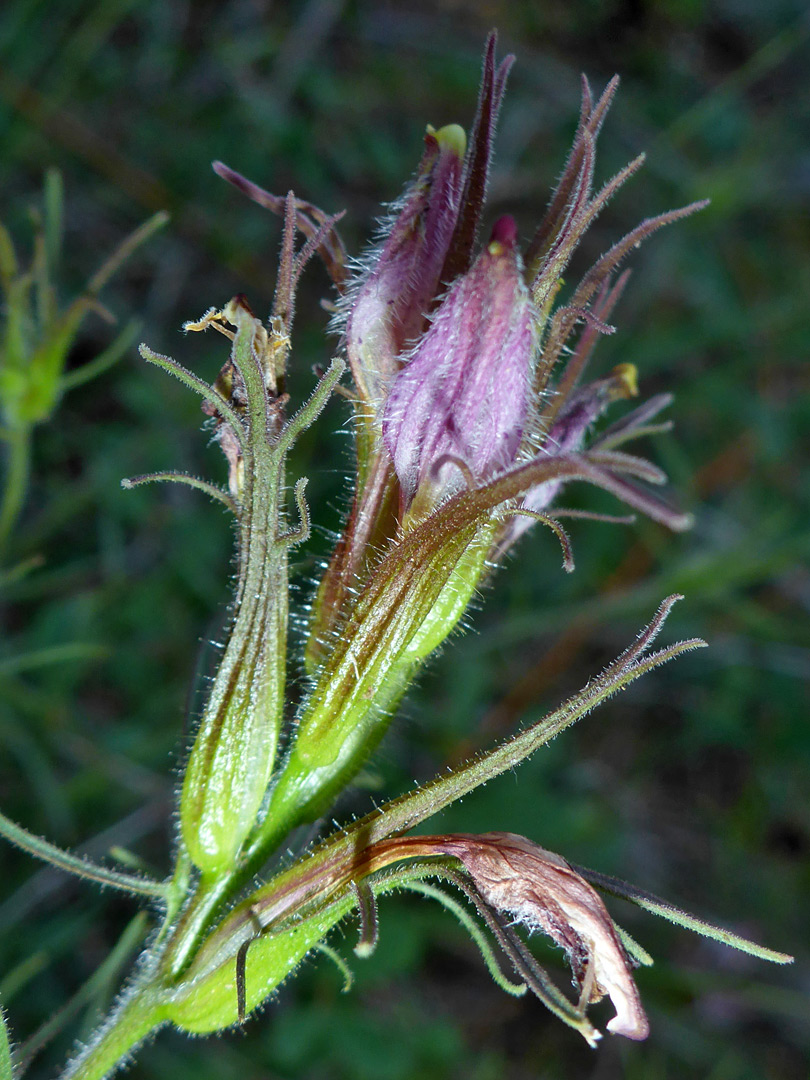 Flowers and bracts