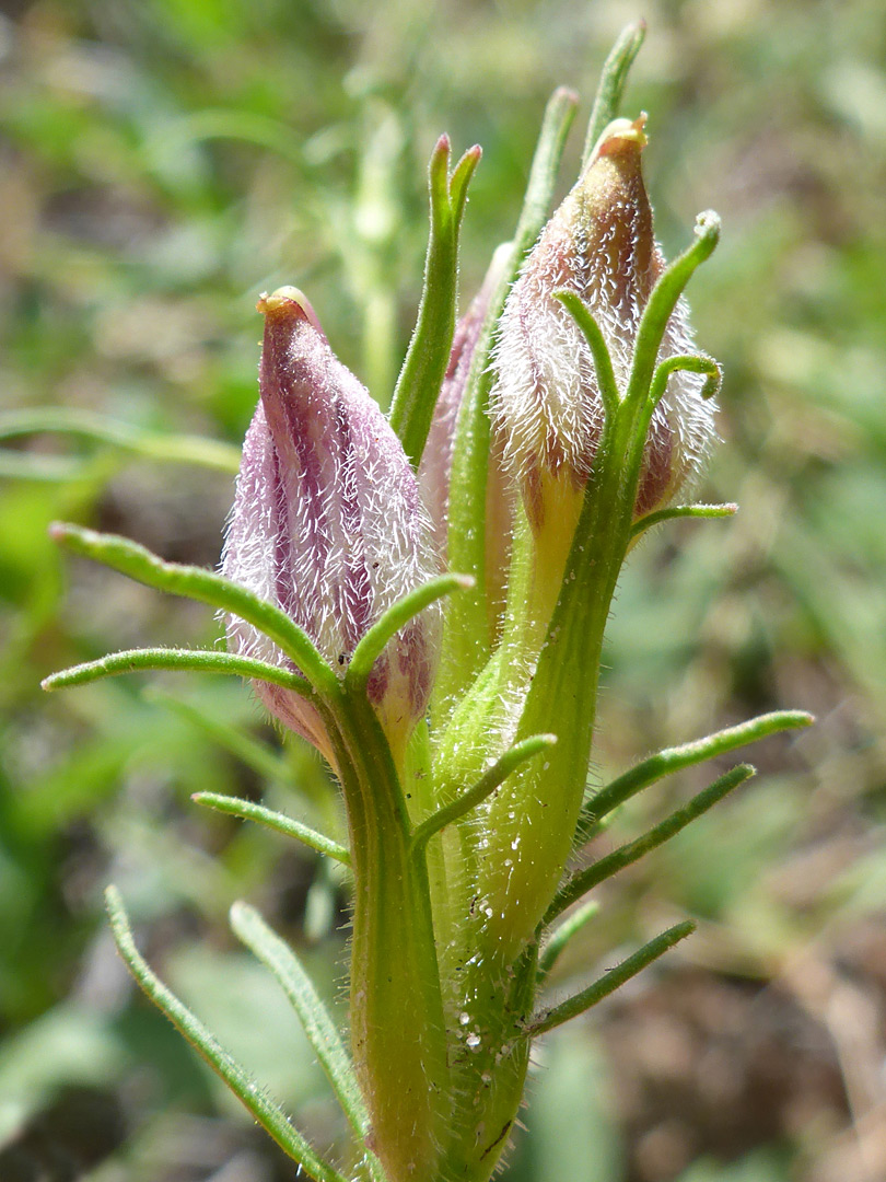 Hairy flowers