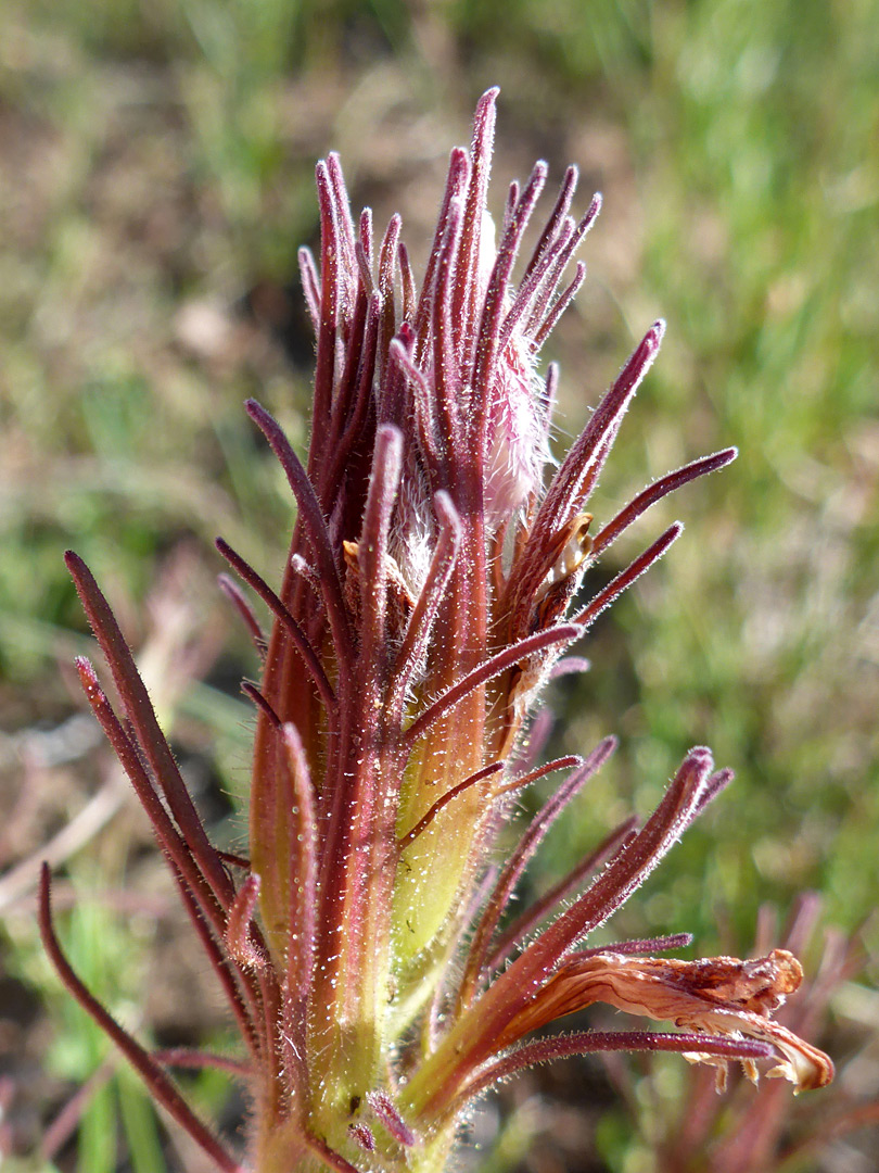 Reddish, lobed bracts