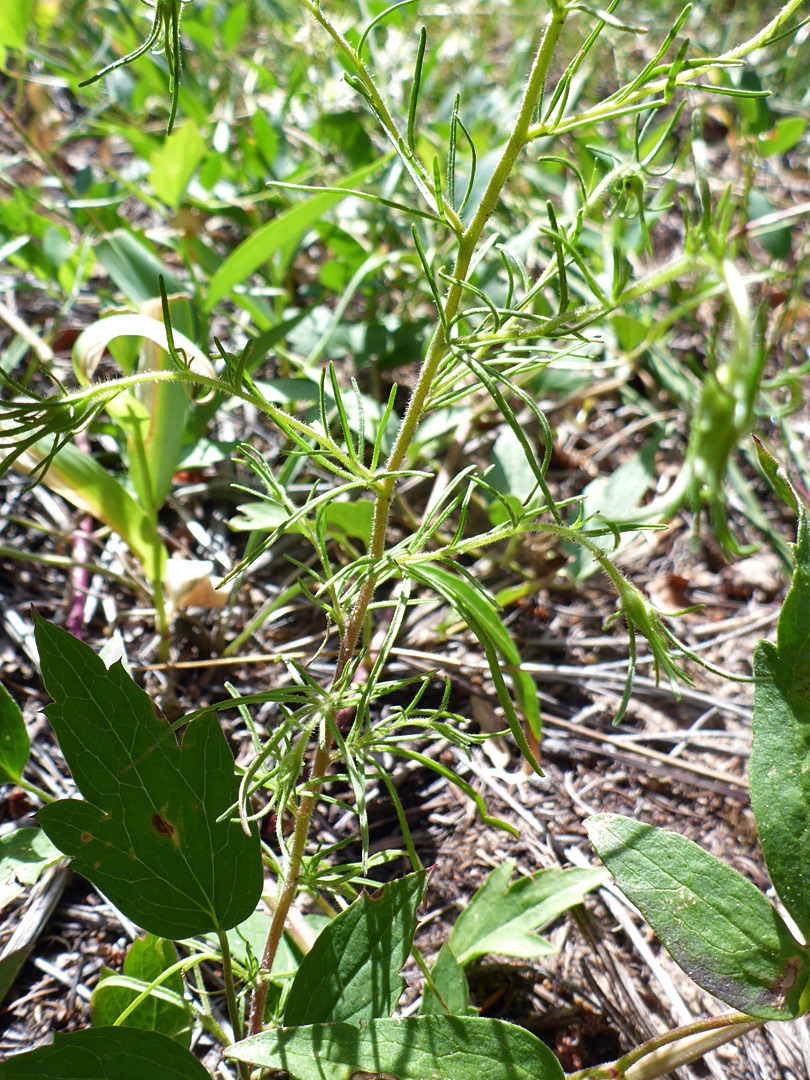 Alternate, narrow-lobed leaves