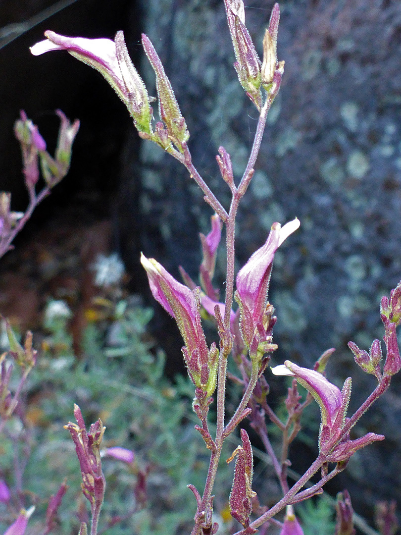 Flowering stem