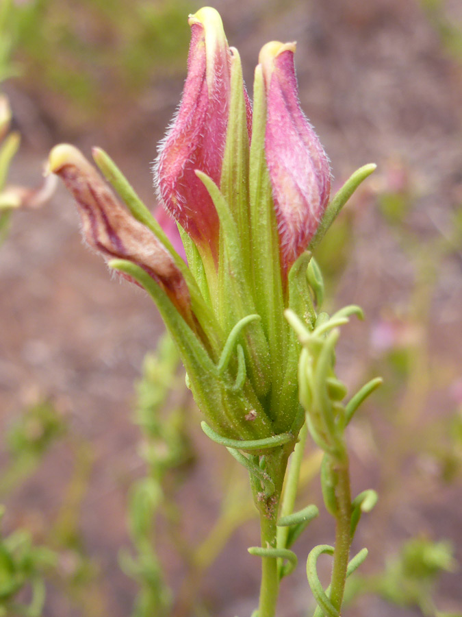 Flowers and bracts