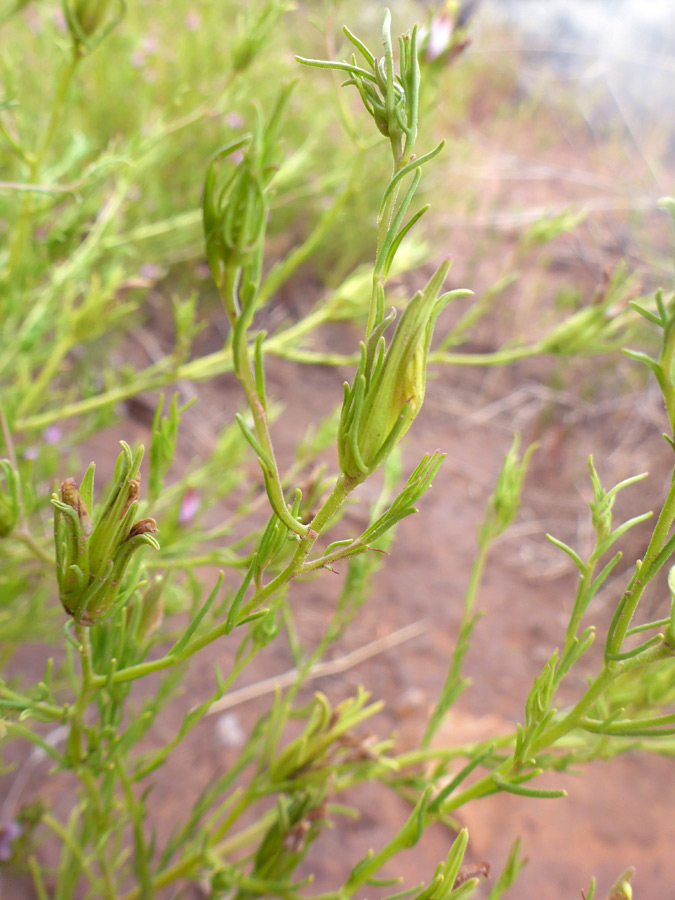 Stems and leaves