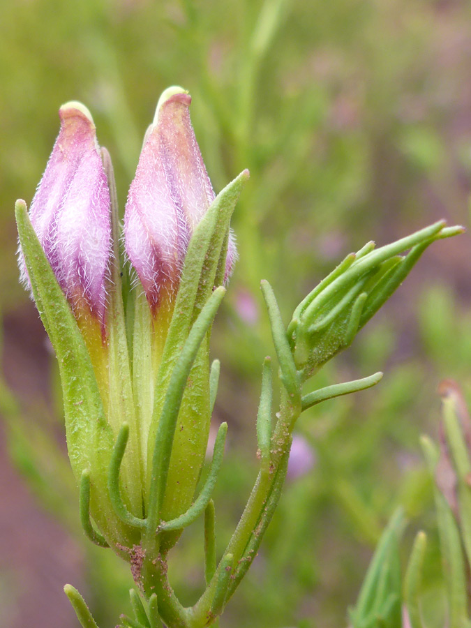 Two flowers