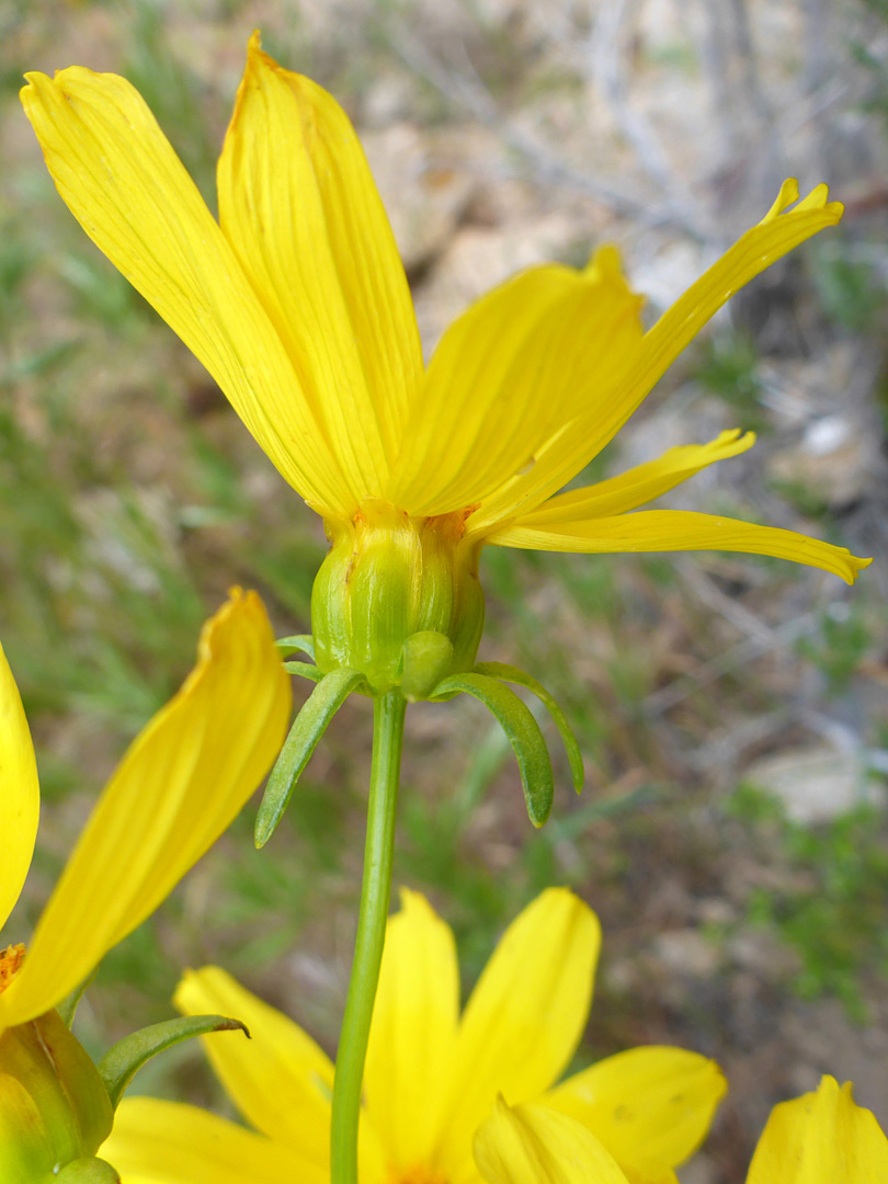 Large flowerhead
