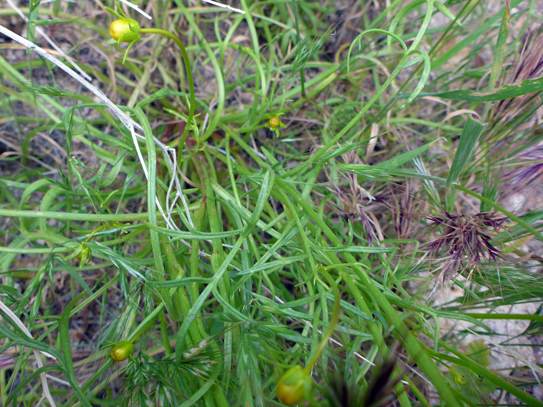 Linear leaf lobes