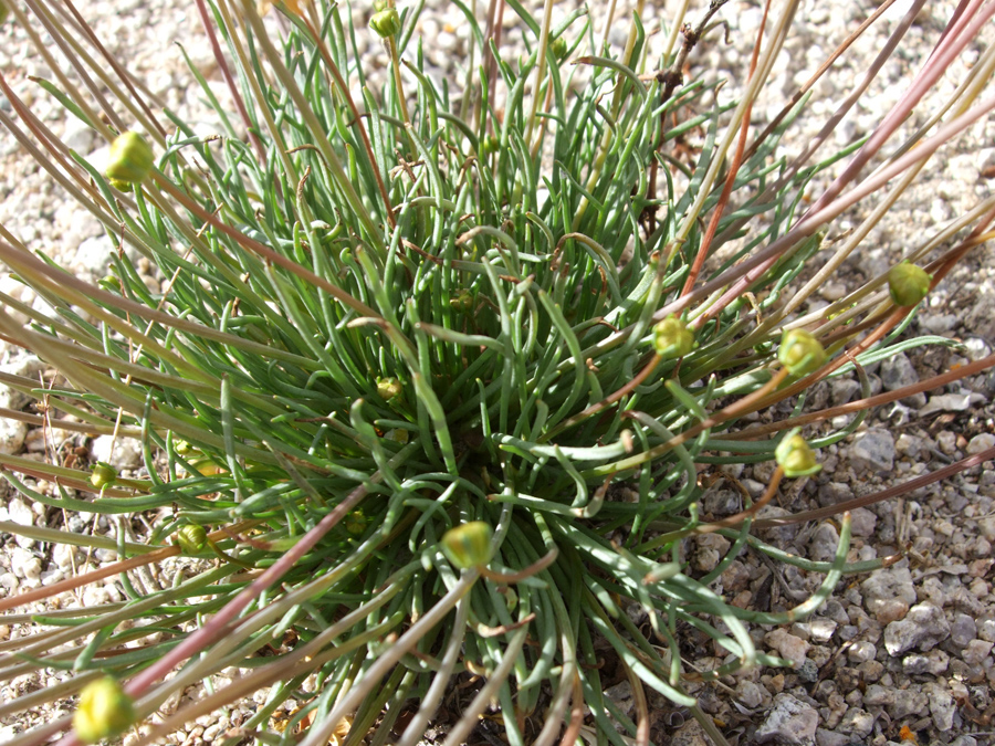 Linear basal leaves