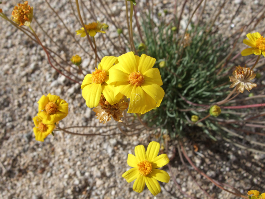 Yellow flowers