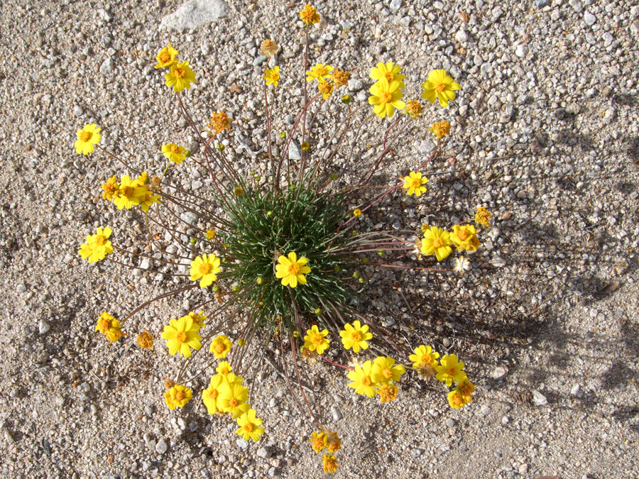 Symmetric plant