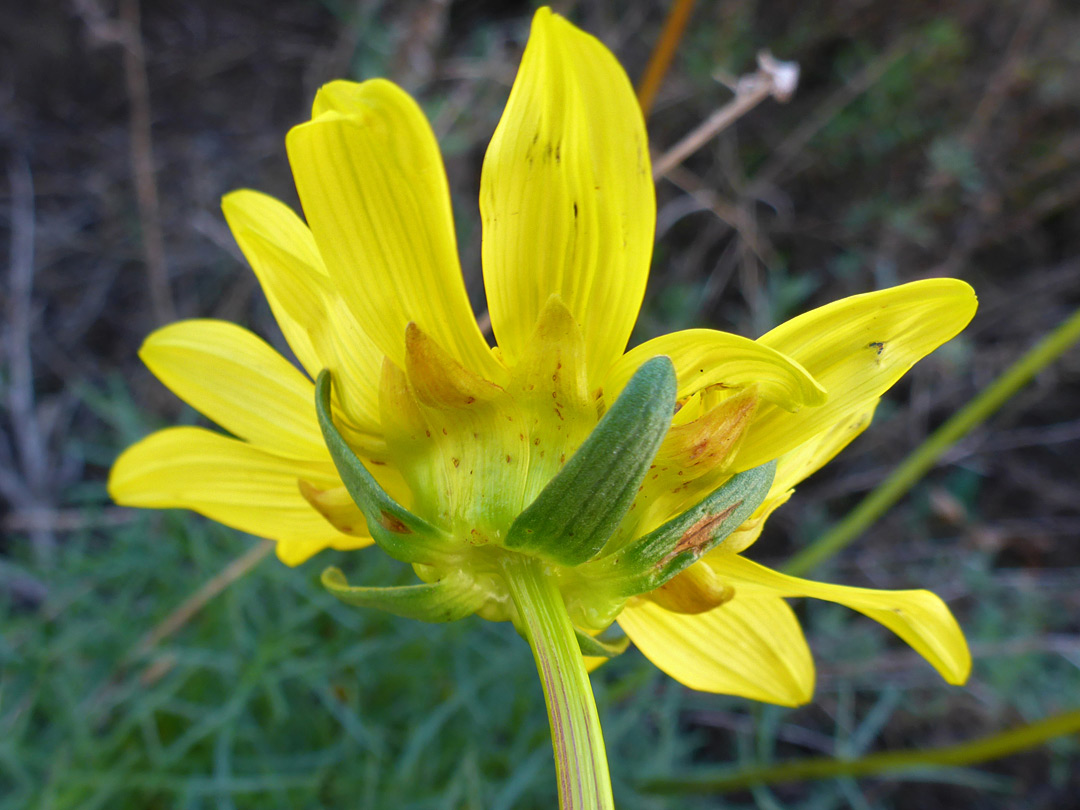 Veined bracts