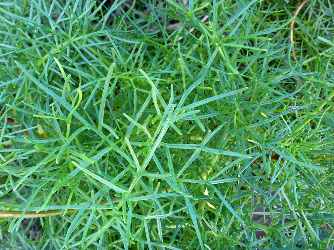 Linear leaf lobes