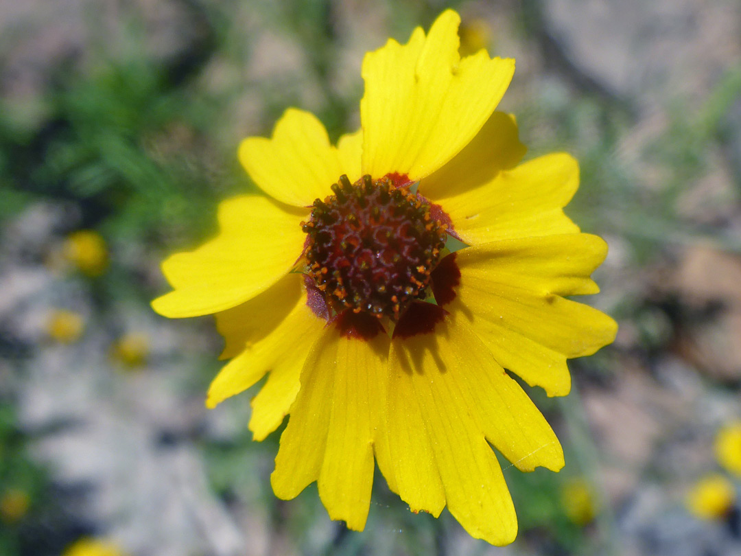 Red and yellow flowerhead