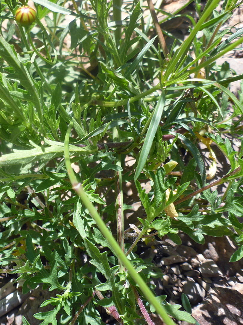 Clustered leaves