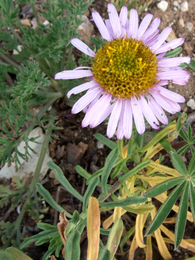 Flower and leaves