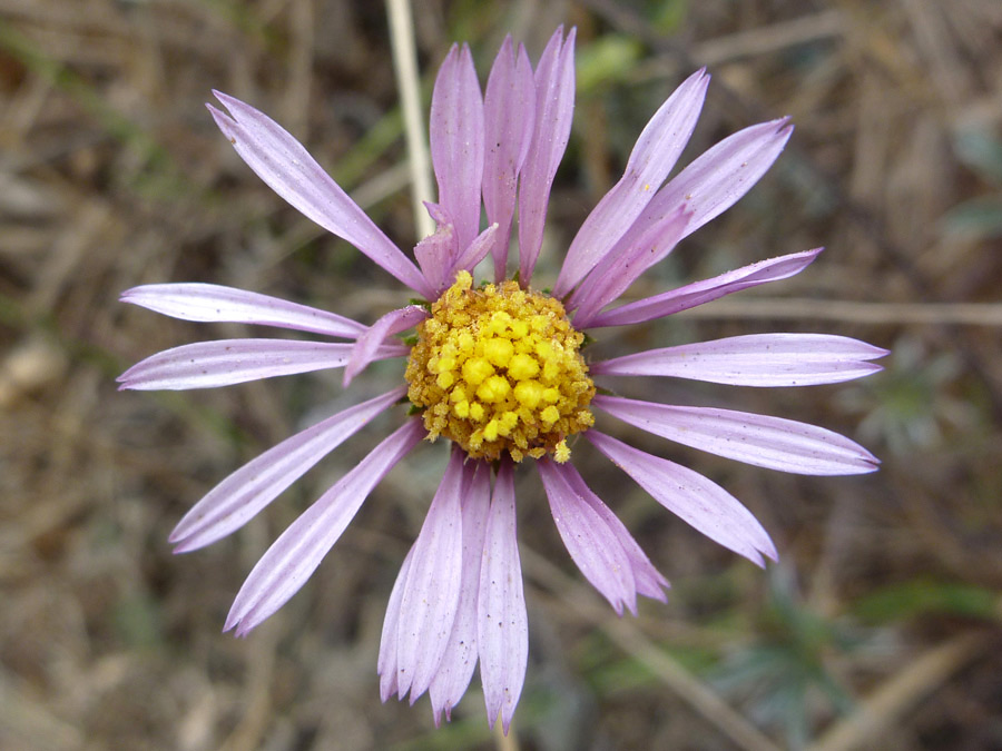 Withering flowers