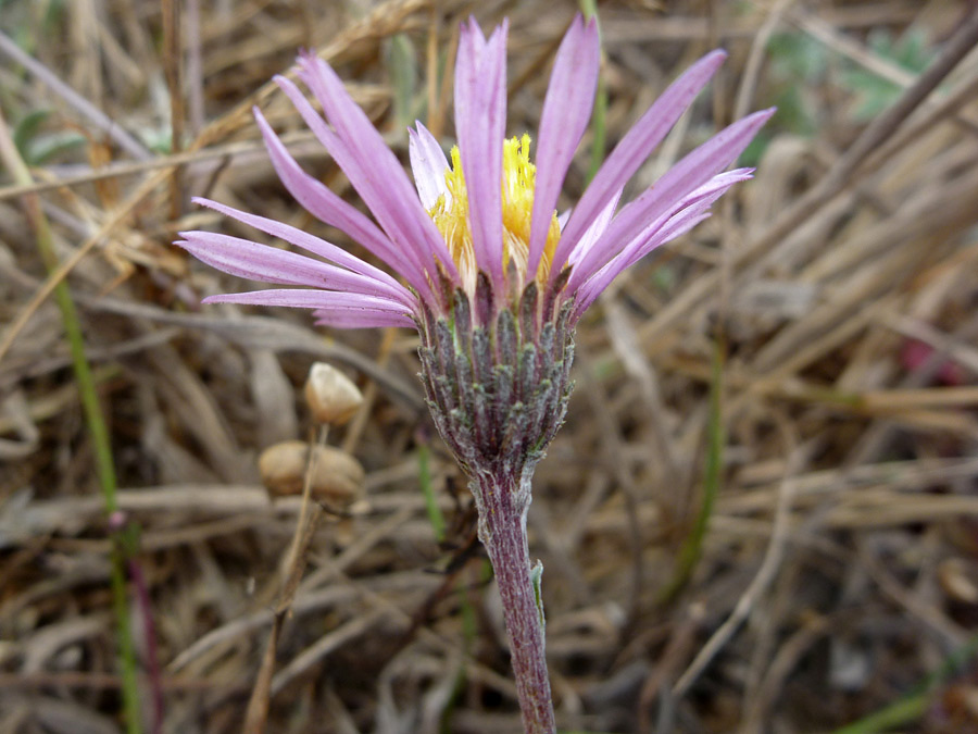 Purple stem