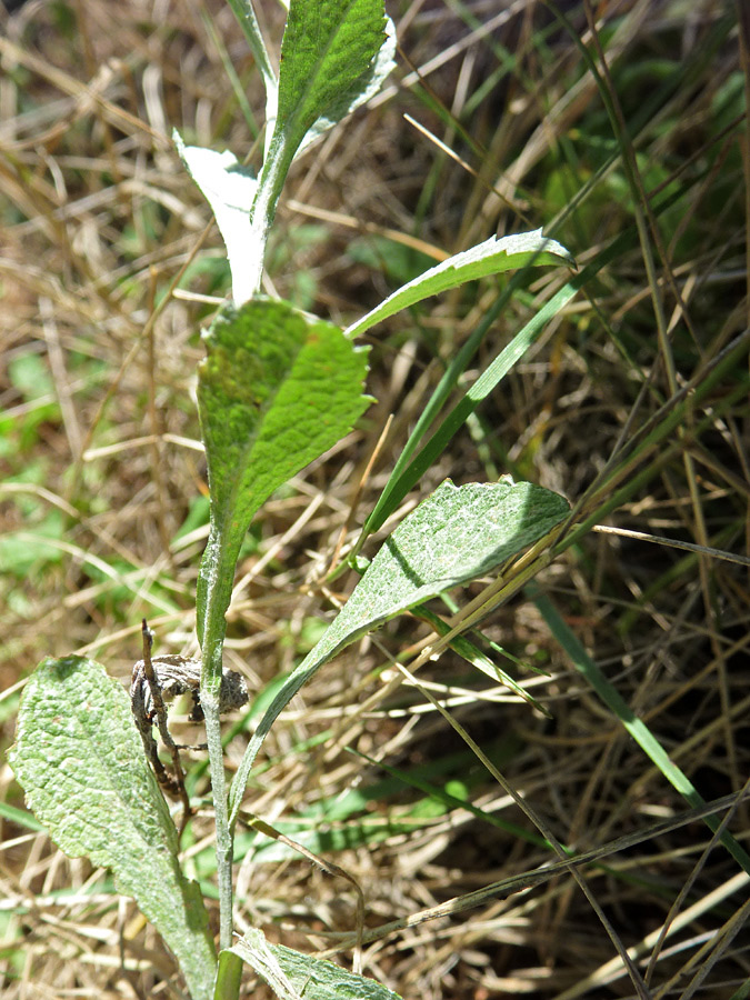 Spatulate leaves