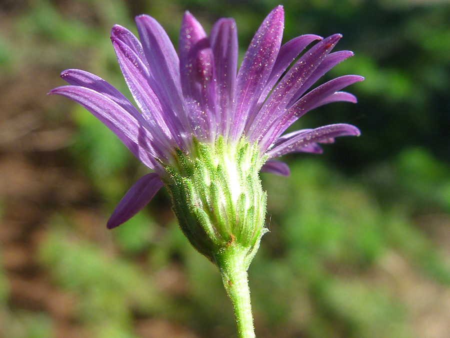 Green phyllaries