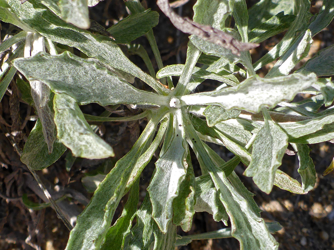 Woolly-hairy leaves