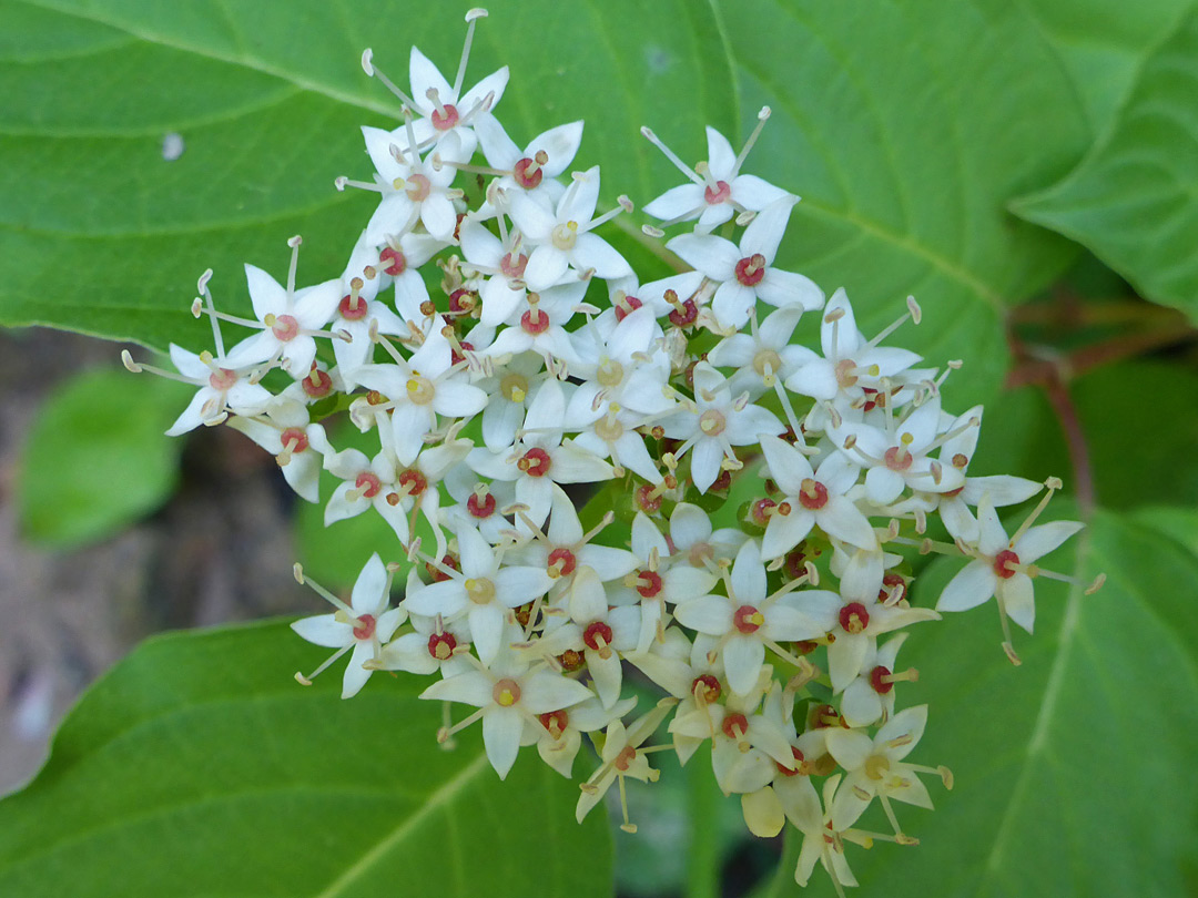 Four-petalled white flowers