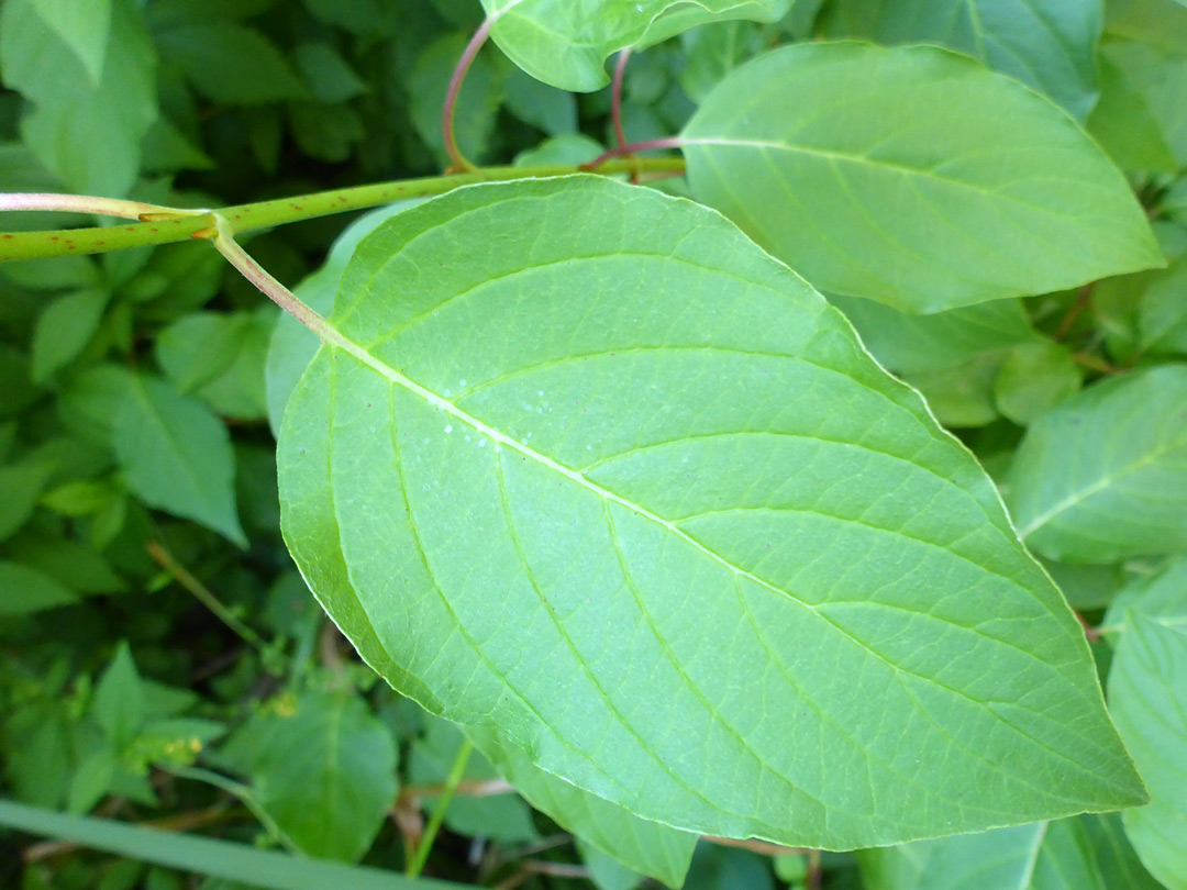 Ovate, pinnately-veined leaf