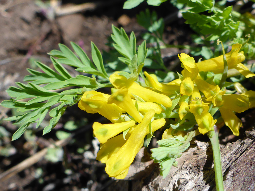 Hairless inflorescence