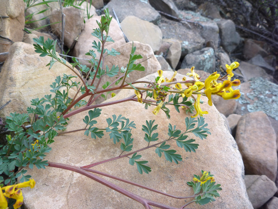 Flowers and leaves