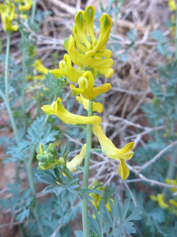 Flower spike