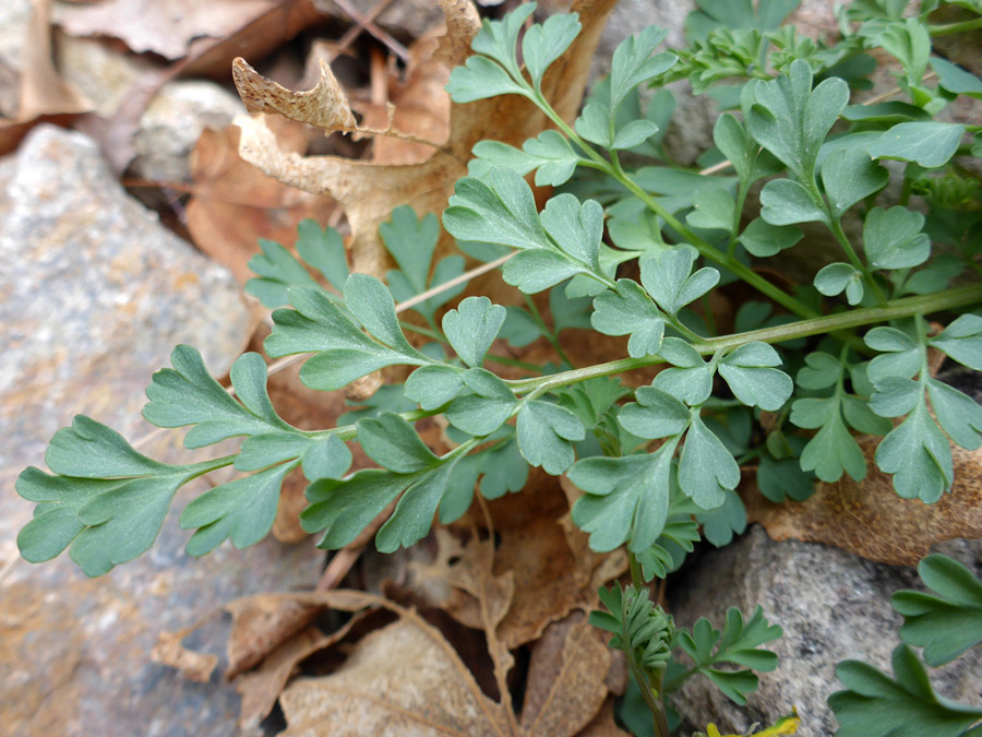 Compound leaf