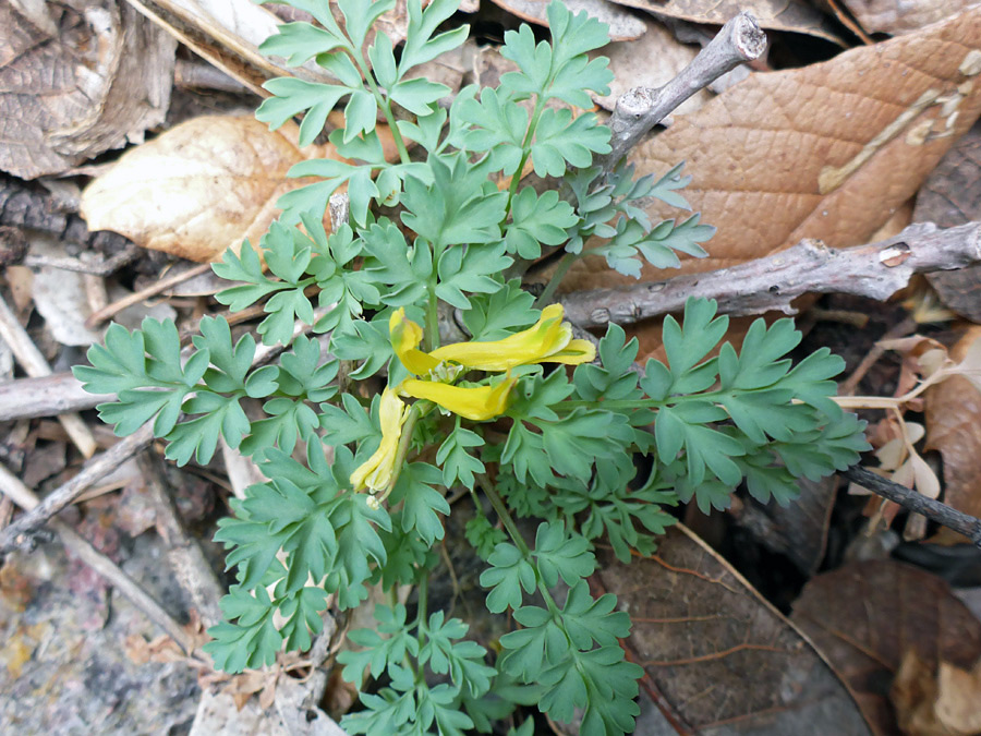 Leaves and flowers