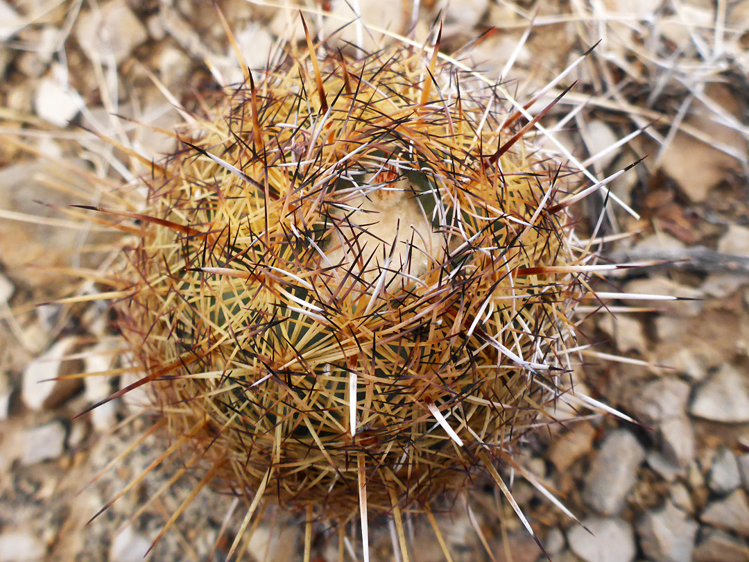 Top of a stem