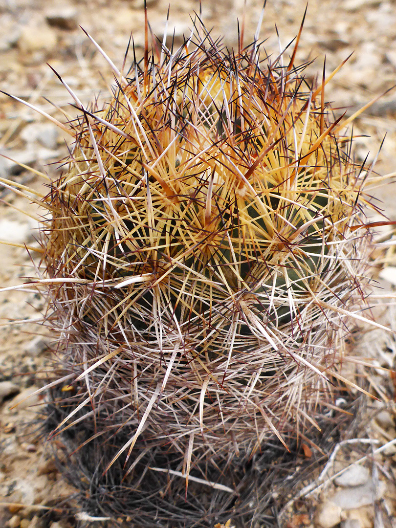 Yellow-white spines