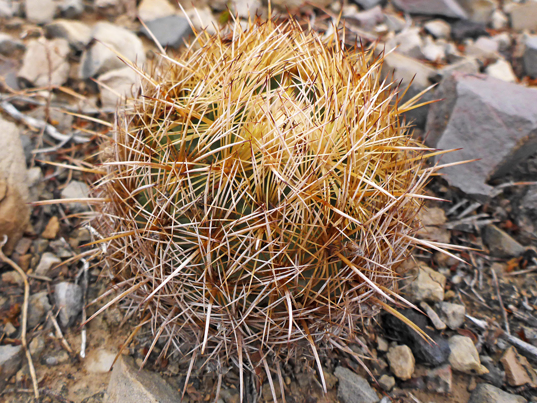 Spiny stem